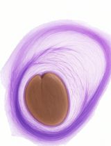 检测和分离拟南芥种子黏液中鼠李半乳糖醛酸Ⅱ的新方法