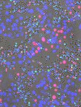 免疫学中用于研究细胞表面与细胞间相互作用的定量显微技术