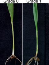 A Method to Inoculate Millet Grain-Colonized Fusarium pseudograminearum on Wheat to Obtain Reproducible Disease Symptoms