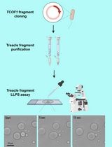 Protocol for the Preparation of a Recombinant Treacle Fragment for Liquid–Liquid Phase Separation (LLPS) Assays