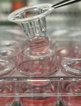 Novel Experimental Approach to Investigate Immune Control of Vascular Function: Co-culture of Murine Aortas With T Lymphocytes or Macrophages