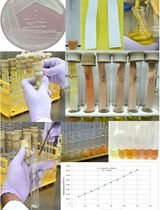 Protocol for Quantitative Estimation of Hydrogen Cyanide Production from Bacteria