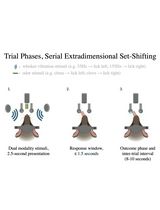 Training Mice to Perform Attentional Set-Shifting Under Head Restraint