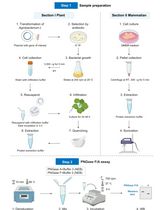 Verification of N-Linked Glycosylation of Proteins Isolated from Plant or Mammalian Cell Lines Using PNGase Enzyme