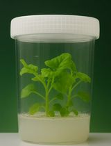 本氏烟草的离体快繁与腋芽分枝培养方案