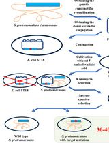 Editing the <em>Serratia proteamaculans</em> Genome Using the Allelic Exchange Method