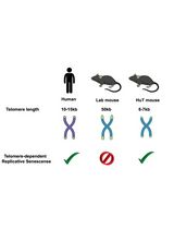 Genetic Engineering of Humanized Telomere Mice