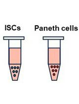 Isolation and Co-culture of Paneth Cells and Intestinal Stem Cells