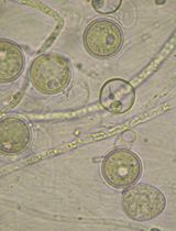In Vitro Screening of Microbial Extracts Against the Oomycetes Phytophthora capsici and Pythium ultimum
