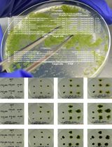 CRISPR/Cas9-Induced Targeted Mutagenesis of the Moss Physcomitrium patens by Particle Bombardment-Mediated Transformation