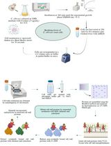 Fractionation and Extraction of Cell Wall Proteins From <em>Candida albicans</em>