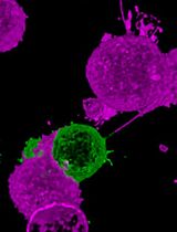 Rapid and Uniform NHS-Ester-Based Membrane Protein Labeling of Live Mammalian Cells