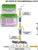 Advancing 2-DE Techniques: High-Efficiency Protein Extraction From Lupine Roots