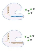 利用 SCas12aV2 实现高度结构化 RNA 分子的免扩增检测