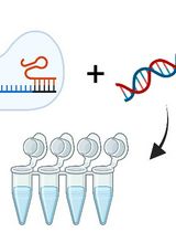 Assessing Temperature-Dependent DNA Cleavage by CRISPR-Cas9