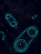 利用液–液相分离构建人工金属酶反应微环境