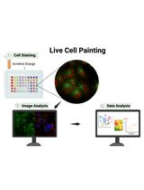 基于图像的活细胞表型分析：Live Cell Painting 方法