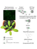 利用 GFP 标签免疫沉淀检测植物 RNA–蛋白相互作用