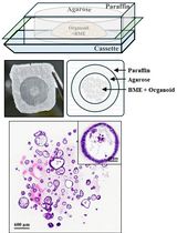 Generation of Agarose-Based FFPE Cancer Organoids for Morphology Preservation