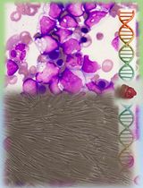 髓系肿瘤中用于生殖系 DNA 分离的皮肤成纤维细胞标准化培养：一种从床旁到实验室的实用方法