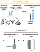 Preparation of Chromatin Fragments From Human Cells for Cryo-EM Analysis