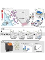 High-Dimensional Phospho-CyTOF Characterization of T-Cell Activation Responses in Whole Blood