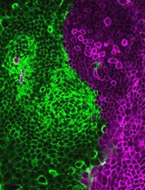 由单细胞化类器官构建肠上皮单层