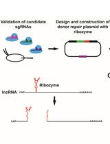 Ribozyme-Mediated Knockdown of lncRNA Gene Expression in <em>Drosophila</em>