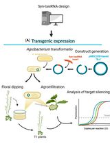 Effective Gene Silencing in Plants by Synthetic Trans-Acting siRNAs Derived From Minimal Precursors
