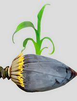 Direct Plant Regeneration From Immature Male Inflorescence of Banana (Musa spp.)