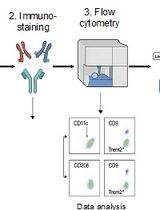 饮食诱导性肥胖模型中脂肪组织炎症性与代谢激活型巨噬细胞的鉴定与分选
