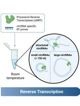 利用高效逆转录酶uMRT高效检测环状RNA