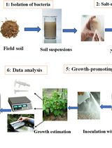 Quantitative Estimation of Auxin, Siderophore, and Hydrogen Cyanide Production in Halo and Drought-Tolerant Bacterial Isolates for Cucumber Growth