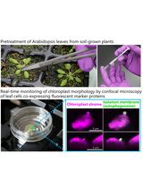 Live-Cell Monitoring of Piecemeal Chloroplast Autophagy