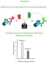 Cluster FLISA—A Method to Compare Protein Expression Efficiency Between Cell Lines and Subunit Clustering of Proteins