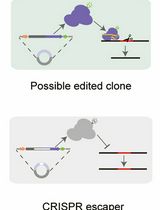 A Practical CRISPR-Based Method for Rapid Genome Editing in <em>Caulobacter crescentus</em>