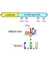 Examining the Roles of m6A Sites in mRNA Using the Luciferase Gene Fused With Mutated RRACH Motifs