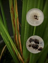 水稻纹枯病的体内接种与抗真菌筛选可靠方法