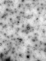 Production of Genetically Engineered Extracellular Vesicles for Targeted Protein Delivery