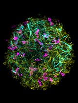 Generation of 3D Human iPSC-Derived Multi-Cell Type Neurospheres for Studying Neuron, Astrocyte, and Microglia Crosstalk