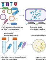 基于合成细菌群落的植物根际细菌相互作用的计算预测与体外验证