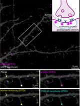 Labeling Postsynaptic Densities for Super-Resolution Microscopy With Minimal Signal-Loss and Offset