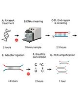 Library Preparation for Genome-Wide DNA Methylation Profiling