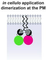 Lipid-Mediated Sequential Recruitment of Proteins Via Dual SLIPT and Dual SLIPTNVOC in Live Cells