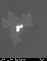 A Quantitative Spectrophotometric Assay Matched With Environmental Scanning Electron Microscopy to Measure Calcium Crystals in Human Osteoarthritic Synovial Fluid