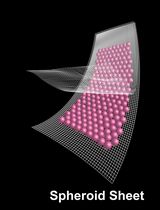 Spheroid Sheets: A Scalable Platform for Producing Tissue Membrane Constructs