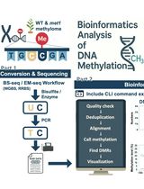 Computational Workflow for Genome-Wide DNA Methylation Profiling and Differential Methylation Analysis
