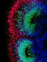 Characterizing Tissue Oxygen Tension During Neurogenesis in Human Cerebral Organoids