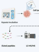 缺氧条件下 MHC I 类分子结合肽的分离与 LC-MS/MS 分析免疫肽组学流程