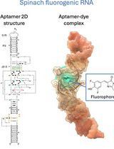 Visualizing Diverse RNA Functions in Living Cells With Spinach<sup>TM</sup> Family of Fluorogenic Aptamers